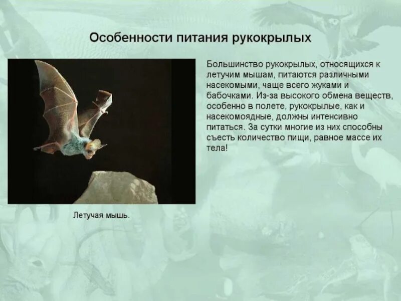 К какой группе относится летучая мышь. Сумчатые насекомоядные и рукокрылые. летучая мышь относится к группе. особенности рукокрылых. особенности питания рукокрылых.