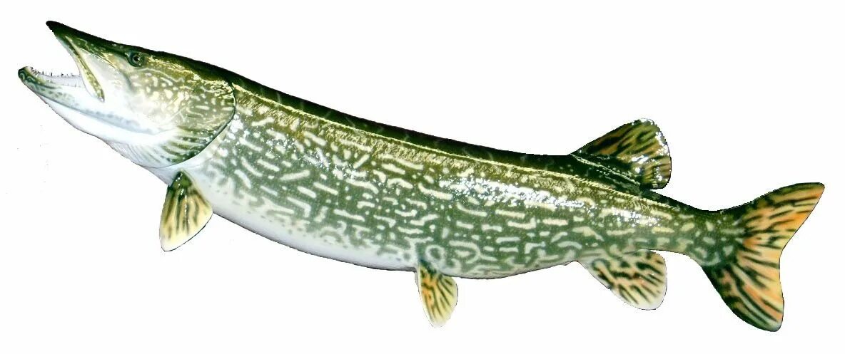 Фон щука. Northern Pike рыба. Рыба щука. Щука на прозрачном фоне. Щука рисунок.