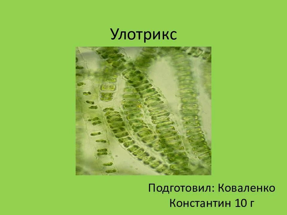 Многоклеточные зеленые водоросли улотрикс. Нитчатая водоросль улотрикс. Улотрикс таллом. Улотрикс опоясанный. К водорослям относятся улотрикс