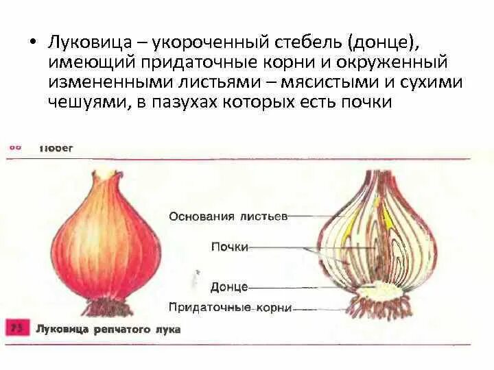 Сухие чешуйчатые листья. Луковица строение рисунок. Лукавица стебель листья и почка. Строение побега луковицы.