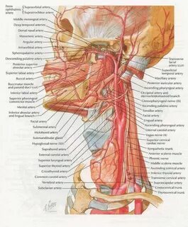 Глотка вниз головой