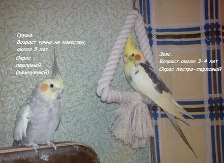 Как отличить пол кореллы