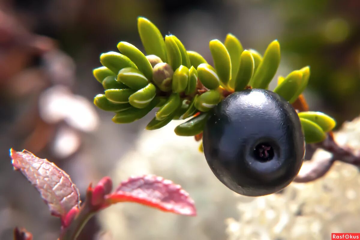 Вороника (водяника). Вороника шикша. Вороника (водяника). Водяника шикша. Северная ягода вероника.
