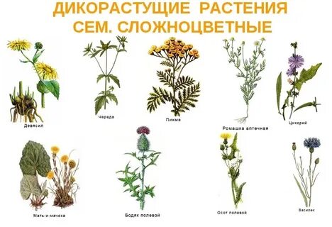 Культурные и лекарственные растения