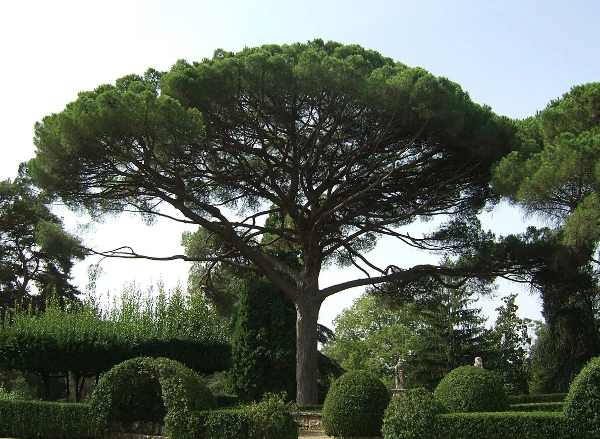 Пиния это. Пиния (Pinus pinea). Сосна итальянская Pinus pinea. Средиземноморская сосна Пиния. Итальянские сосны пинии в Италии.