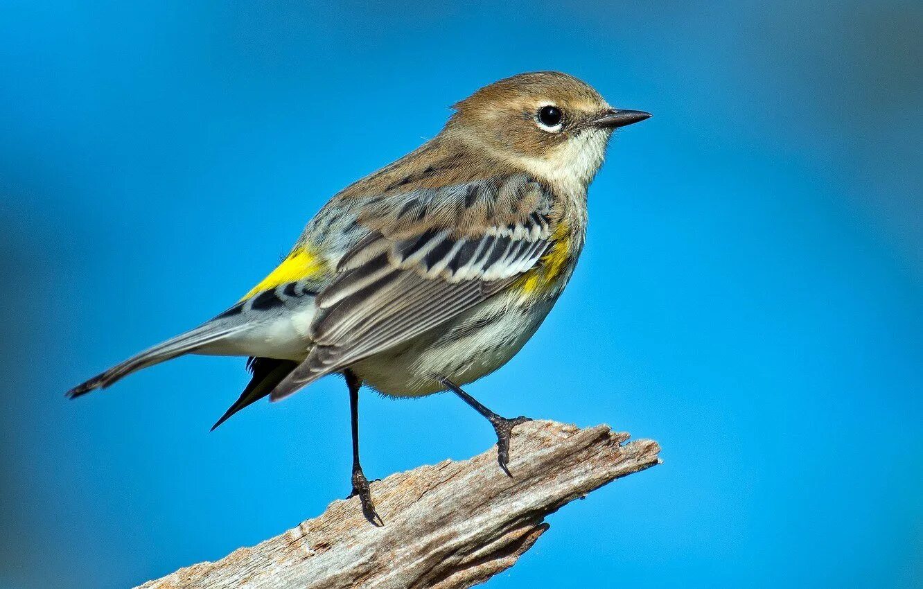 Птица с желтым пятном. Птица Yellow Rumped Warbler. Синица зеленушка. Миртовый Лесной певун. Yellow-Rumped Warbler птица Yellow Rumped.