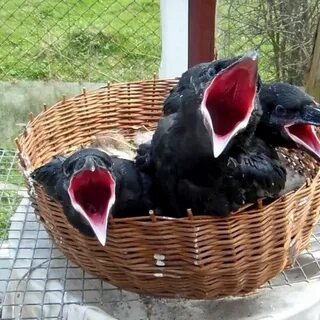 Птенцы вороны как называются