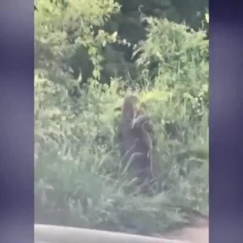 Наркоманские кусты. Прячущийся в кустах фотограф. Снятые в кустах. Кусты фото. Снятые в кустах.