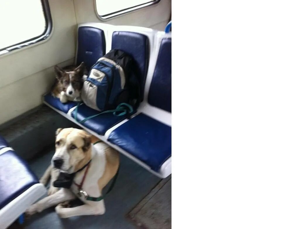 Как провезти собаку в поезде. Собака в поезде. Электричка собака. Вагон для перевозки домашних животных. Животные в электричке.