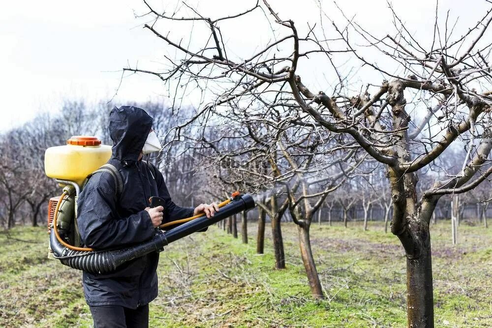 Опрыскивание яблонь. Опрыскивание деревьев. Обработка дерева. Опрыскивание плодовых деревьев. Обработка сада от вредителей.