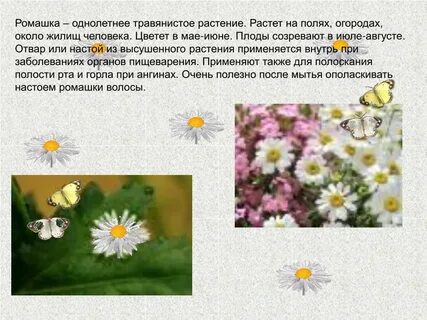 Определите последовательность развития однолетних травянистых растений