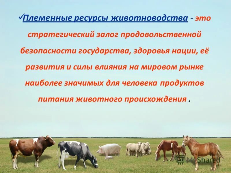 факторы размещения животноводства. сельское хозяйство география 10 класс. агропромышленный комплекс россии апк 9 класс. факторы размещения товарного животноводства. размещения животноводство зависит от.