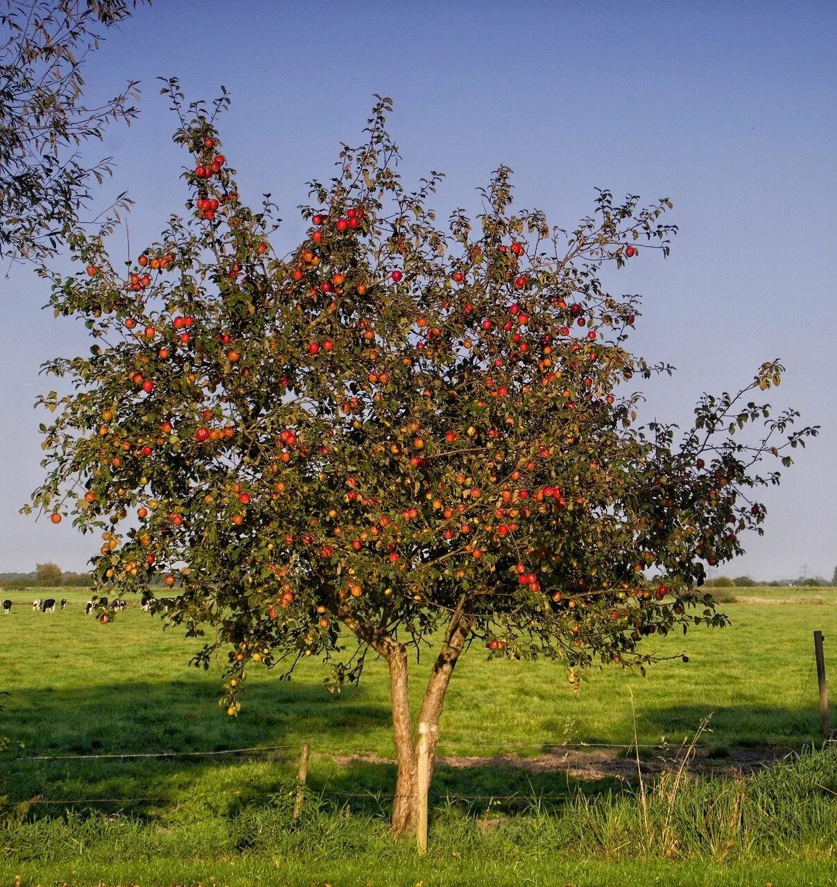 Яблоня й. Яблоня Лесная крона. Яблоня "Malus" плодовая. Черешня дерево. Яблоня дичка.