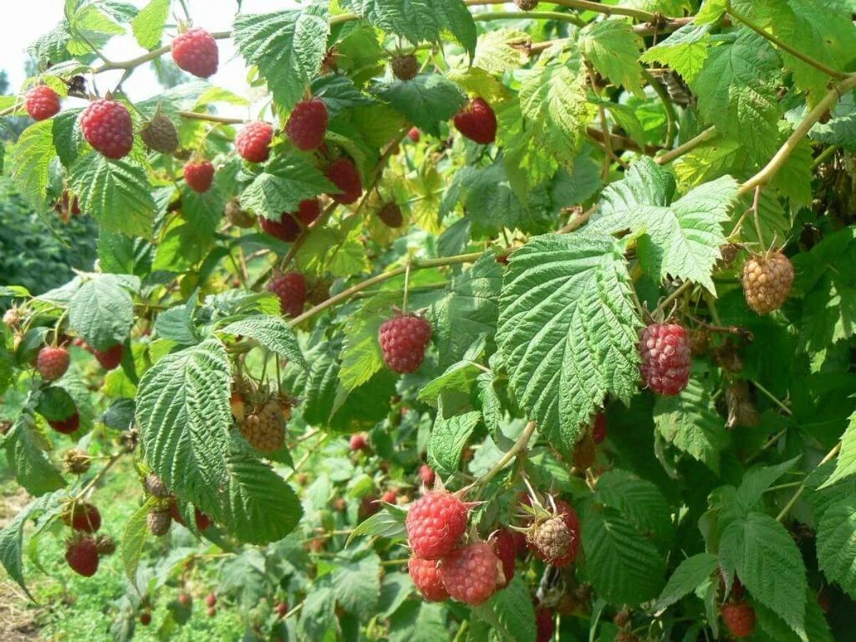 Лучшие сорта малины для средней полосы. Малина обыкновенная (Rubus idaeus). Сорт малины Метеор. Малина крупноплодная Метеор. Малина красная крупноплодная Метеор.