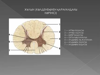 Үйдегі порно фото алдыңғы ағын