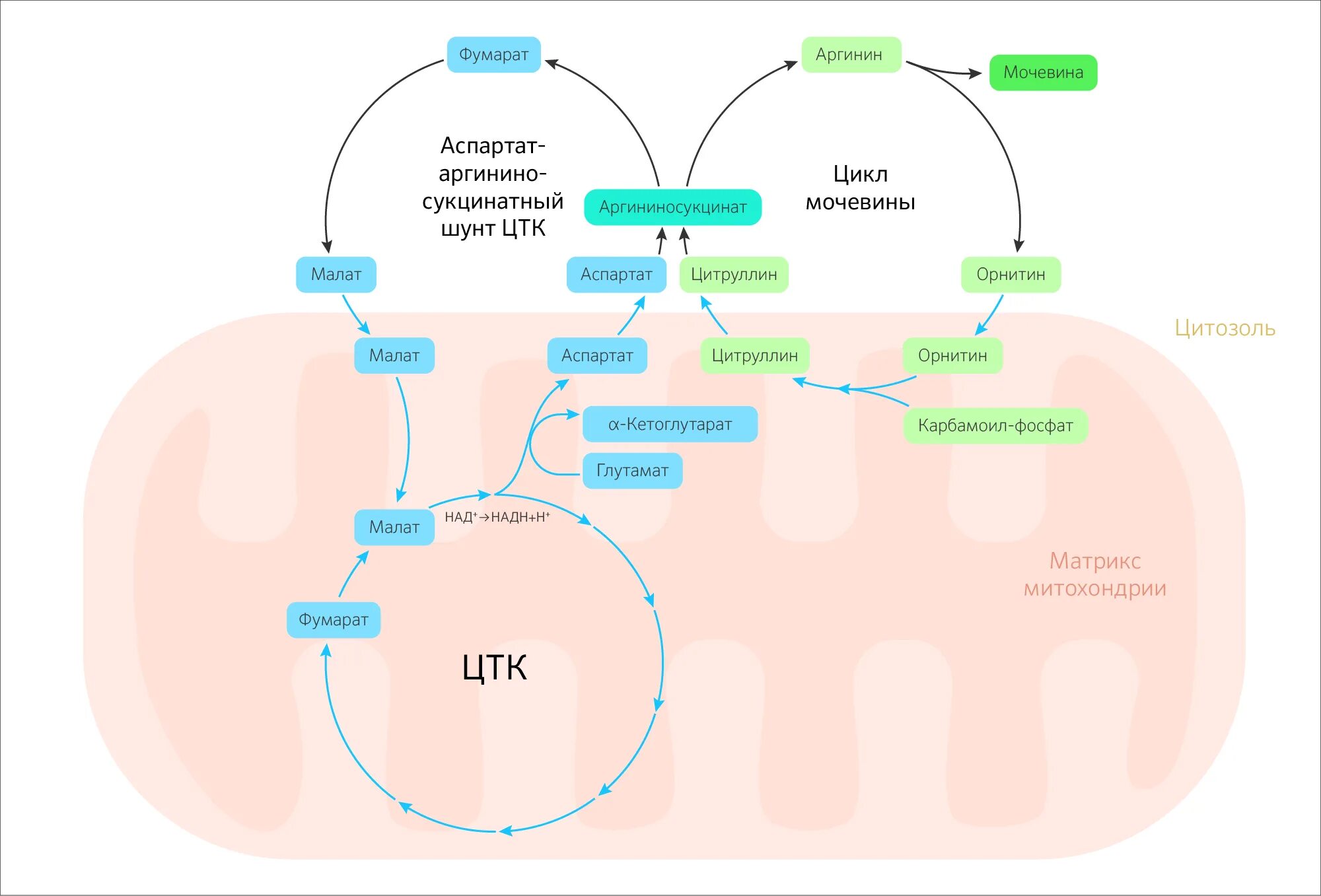 Цикл кребса в митохондриях. Цикл трикарбоновых кислот ЦТК биохимия. Цикл Кребса ЦТК. Цикл Кребса схема в митохондриях. Цикл мочевины + цикл трикарбоновых кислот.