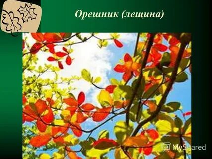 Деревья и кустарники осенью 2 класс перспектива