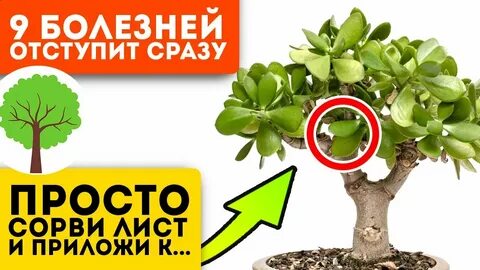Где денежное дерево в адопт