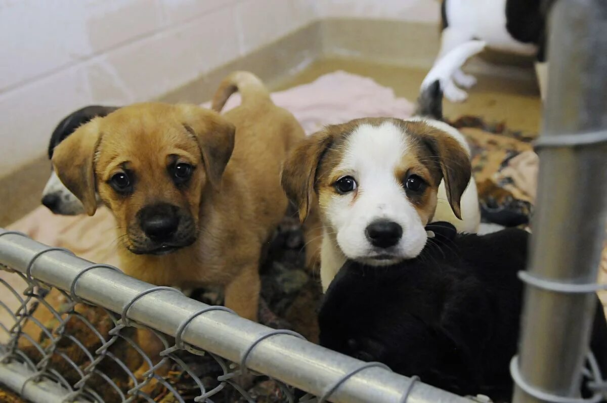 Animal Shelter. Animal Shelter Dogs. Shelter for animals. Collierville animal Shelter. Animal shelter natural choice