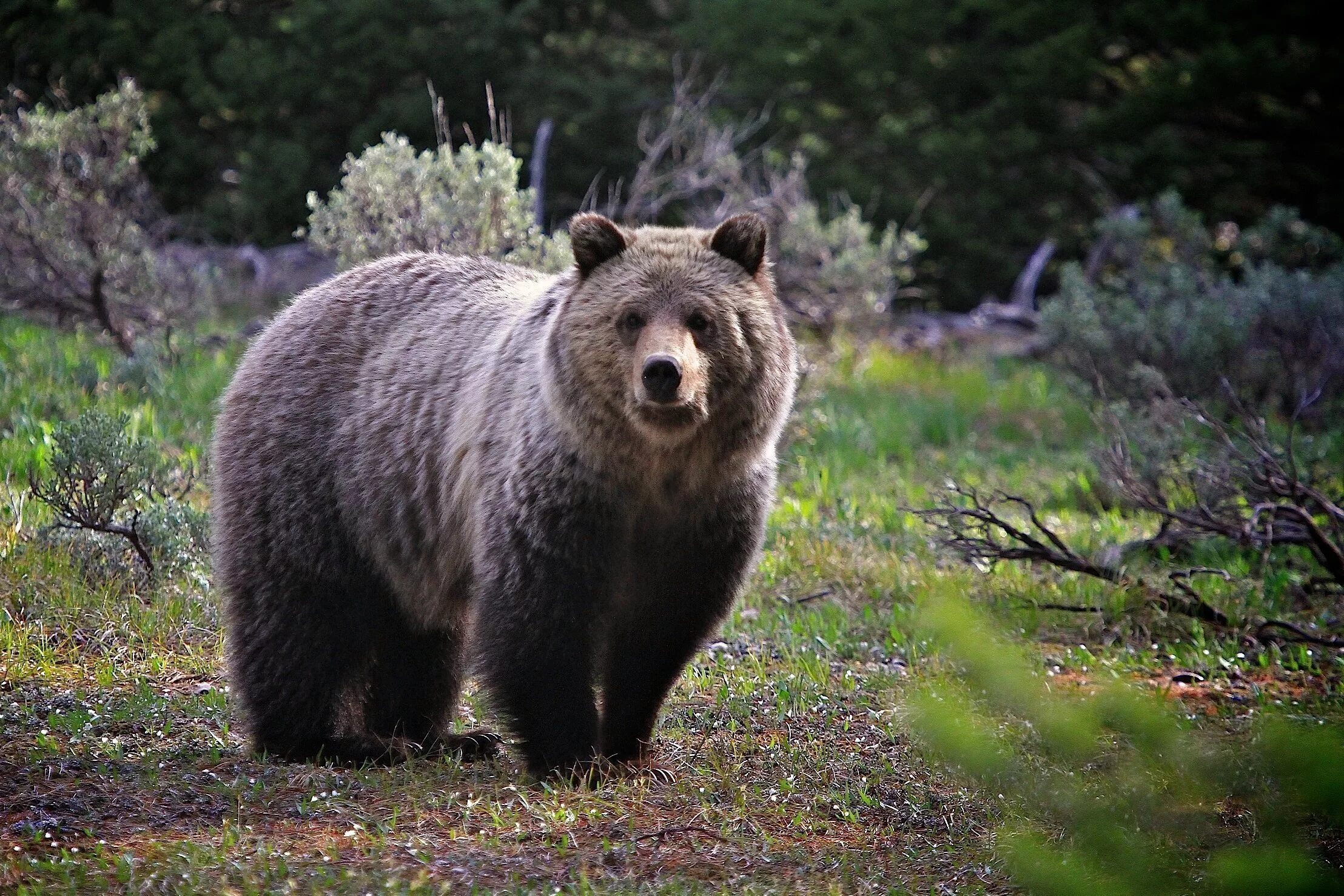 Бурый медведь в тайге. Сибирский бурый медведь. Бурый медведь (Ursus arctos). Бурый медведь в тайге России.