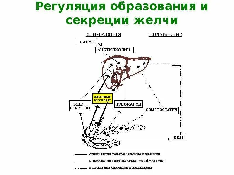 Нервная регуляция желчевыделения схема. Схема регуляции образования и секреции желчи. Гуморальная решуляцтя желчевыдеоения. Схема механизма образования желчи.