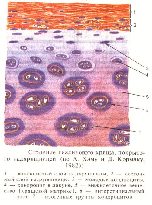 Гиалиновая хрящевая ткань строение. Соединительная ткань гиалиновый хрящ. Хрящевая ткань гиалиновый хрящ строение. Гиалиновый хрящ гистология структуры. Хрящевая ткань животного