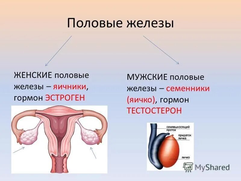 Половые железы расположение гормоны функции. Половые железы: яичники и семенники гормон. Половые железы внутренней секреции. Мужские половые железы семенники.