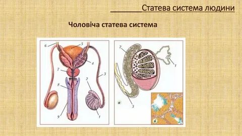 Парные органы мочевыделительной