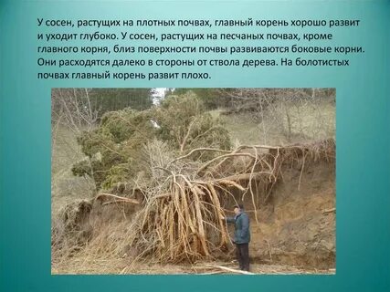 Длина корня сосны