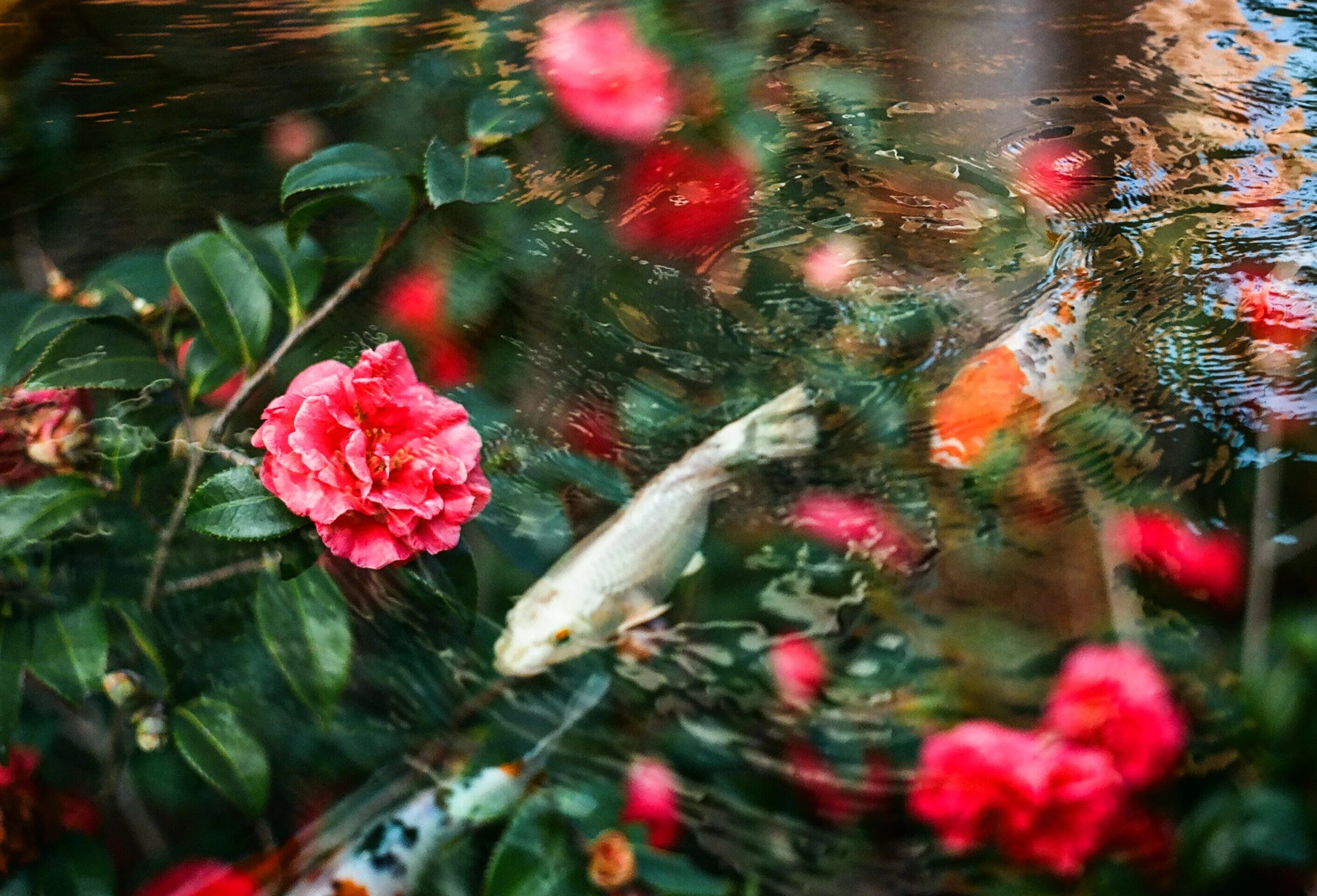 Цветы на воде. Рыбки Эстетика. Цветы в воде Эстетика. Цветок рыбка.