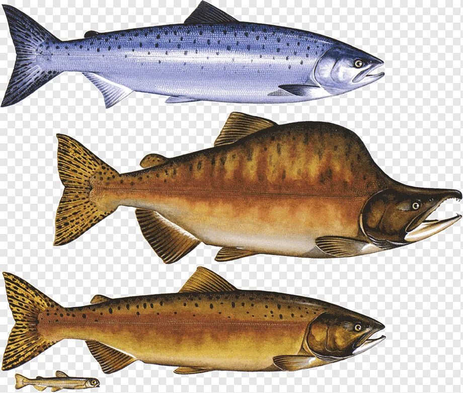 Лососевые промысловая рыба. Pink Salmon горбуша - Oncorhynchus gorbuscha. Горбуша (Oncorhynchus gorbuscha). Кижуч (Oncorhynchus kisutch). Лосось горбуша кета.