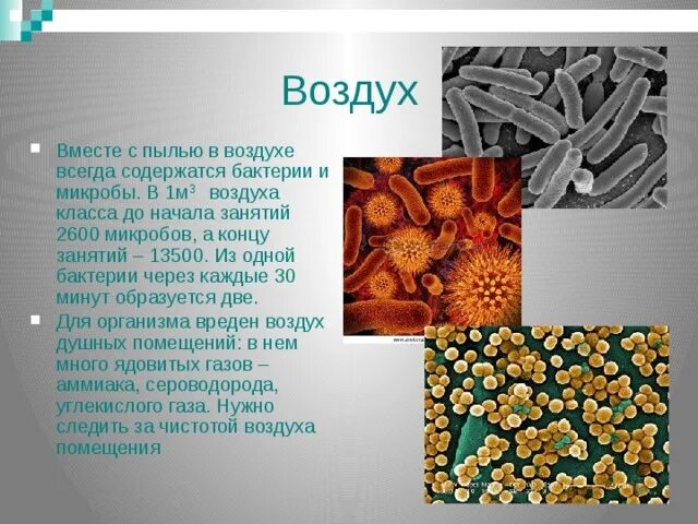 У бактерий активный образ жизни. Ведут ли бактерии активный образ жизни. Где образуются бактерии естественным образом. Растут ли бактерии всю жизнь.