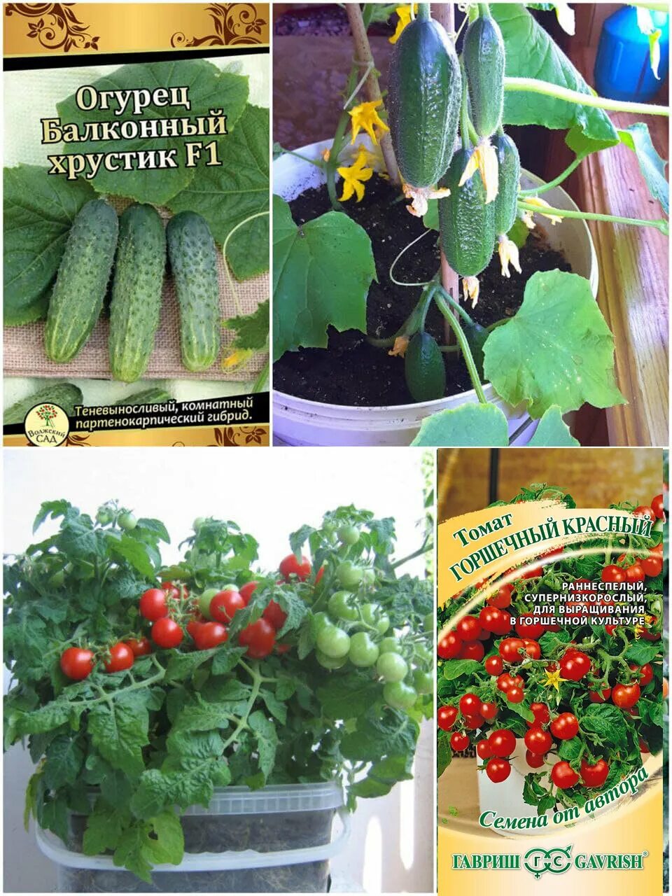 семена огурец балконный хрустик f1 цветущий сад. огурец балконный f1 элитный. огурец балконный f1 элитный. огурцы хрустик описание сорта. огурец балконный хрустик f1 цс.