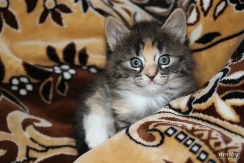 Куфар котята гомель