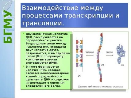 Двухцепочечная молекула днк