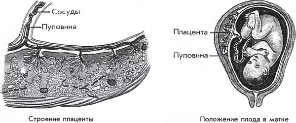 Плацента и пупочный канатик. Хорион плацента пуповина. Пуповина строение схема. Плацента плодные оболочки пуповина.