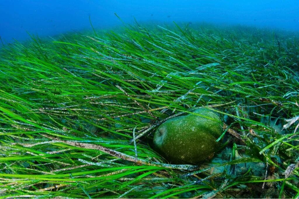 Целебные водоросли. Сине-зеленая водоросль спирулина. Arthrospira водоросли. Спирулина платенсис. Цианобактерии спирулина.