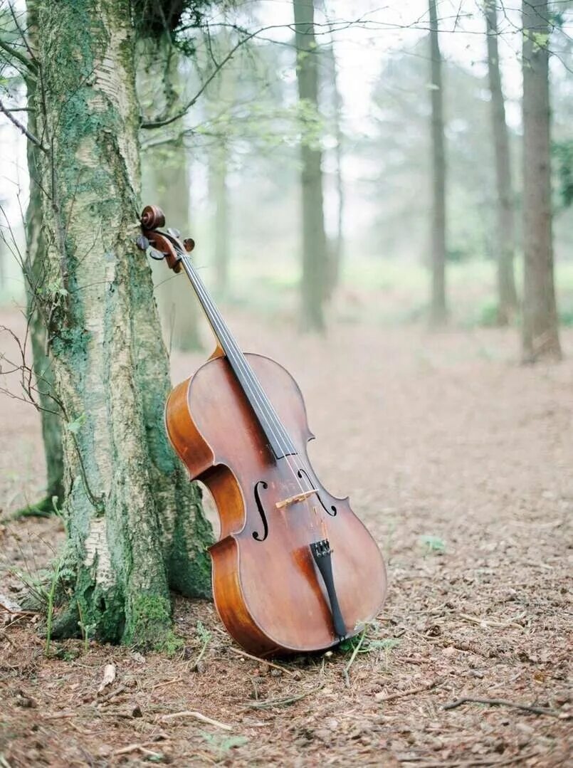 Скрипка красивая музыка слушать. Виолончель. Скрипка на природе. Скрипка лежит. Виолончель красивая.