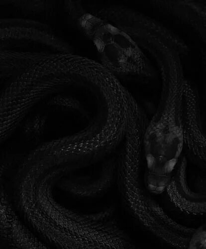 Много черных змей. Слизерин Эстетика змея. Черная змея. Змеи Эстетика. Черная змея Эстетика.
