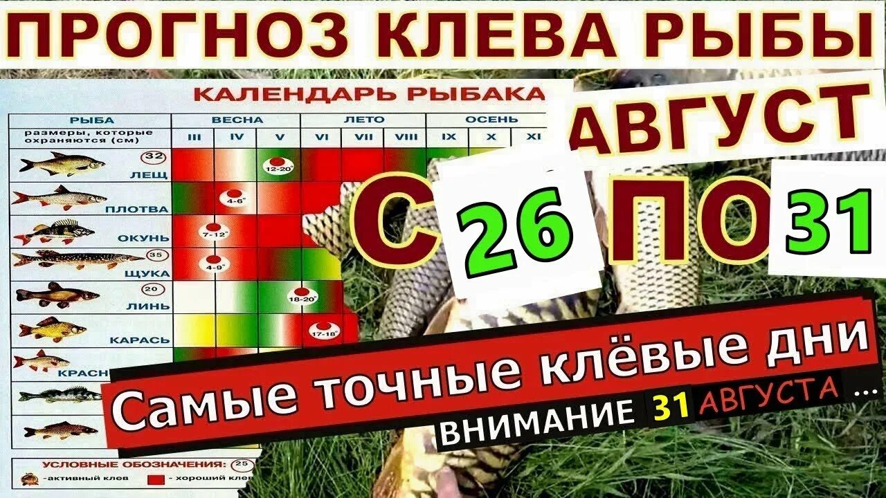 Прогноз клева рыбы в костроме на 5. Рыболовный календарь на август. клев рыбы в августе. календарь клева. календарь рыбака на август.