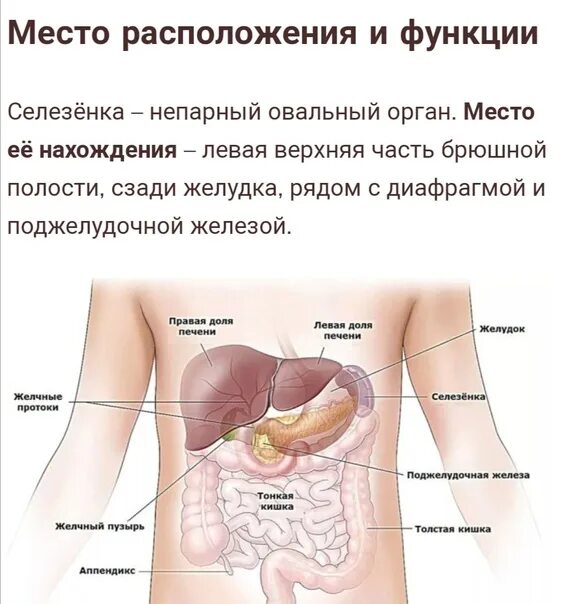 С какой стороны селезенка у человека. Анатомия человека печень, селезенка. Расположение органов селезенка. Печень поджелудочная железа селезенка.