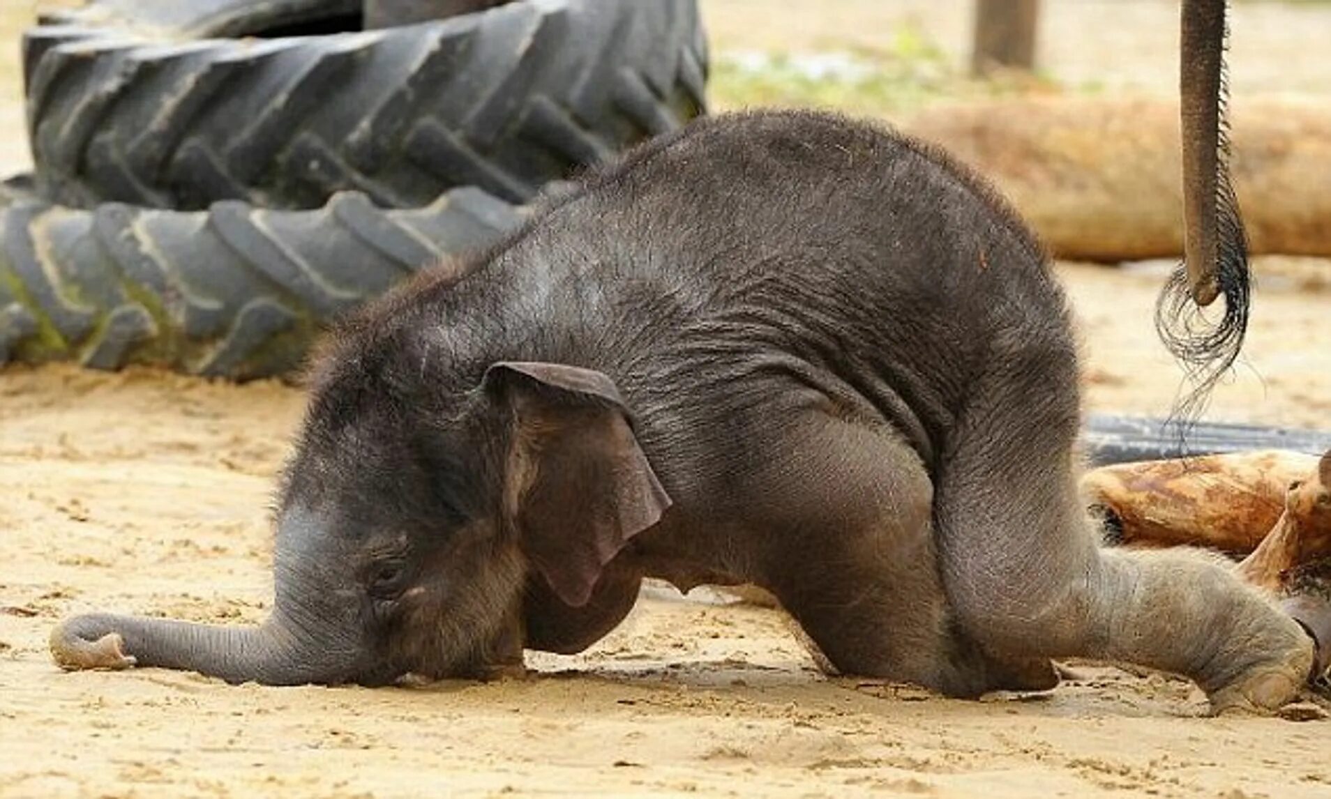 Смешные слоны. Смешной Слоненок. Маленький Слоник.