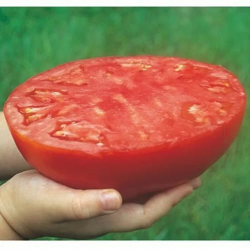 Томат ватермелон. Помидоры стейк. Помидоры стейк. Томат буффало стейк f1. Томат буш бифстик.