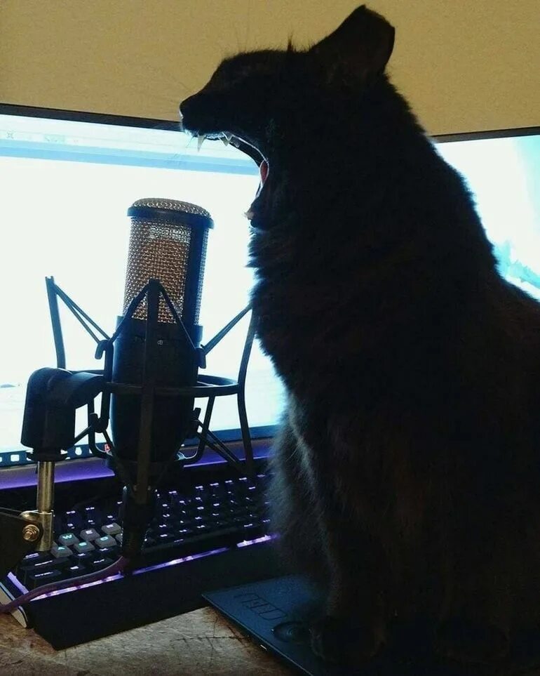 Кот поет в микрофон. Кошка с микрофоном. Черный кот с микрофоном. Микрофон котэ. Котик поет в микрофон.