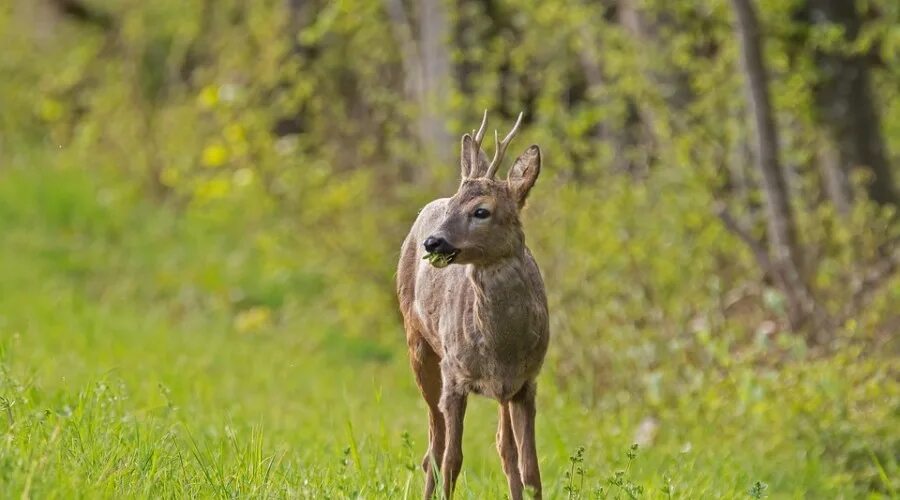 Косуля мужик. Косуля сибирская (capreolus pygargus pall. Косуля мужик. Сибирская косуля сеголеток. Косуля мужик.
