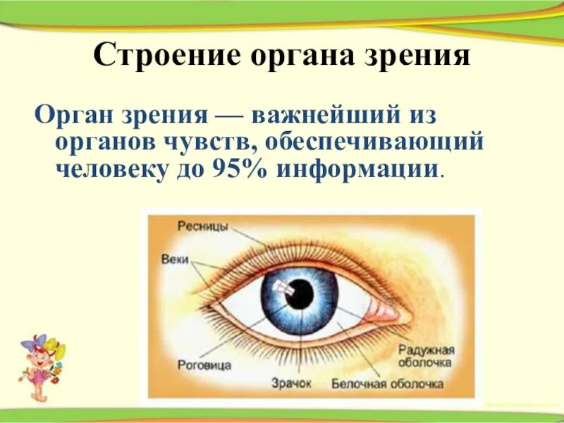 Зрительные органы чувств. Орган зрения. Строение органа зрения. Органы чувств строение органов зрения. Орган зрения и зрительный анализатор 8 класс.