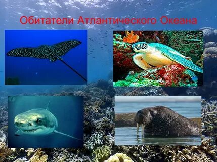 Животные обитающие в мировом океане