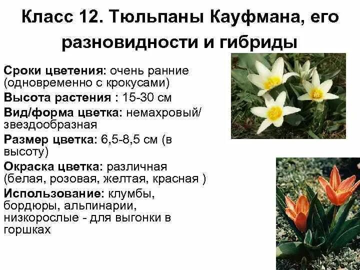 К какой группе растений относится тюльпан обыкновенный. Классификация тюльпанов таблица. систематика тюльпана. описание тюльпана.