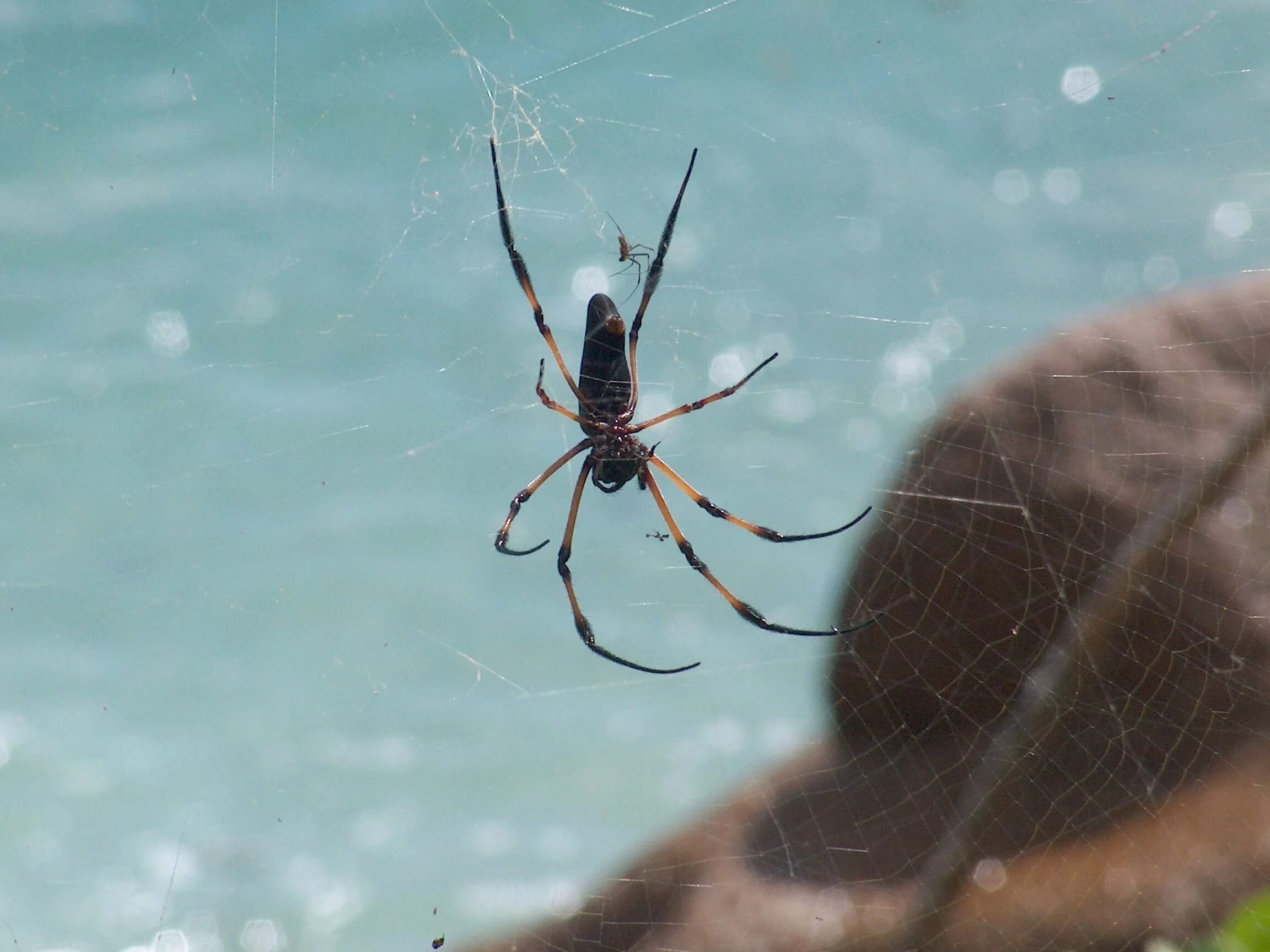 Spider island. Паук Сейшелы исполинские. Cayo Coco пауки. Палм паук Сейшелы. Пауки Сейшельских островов.