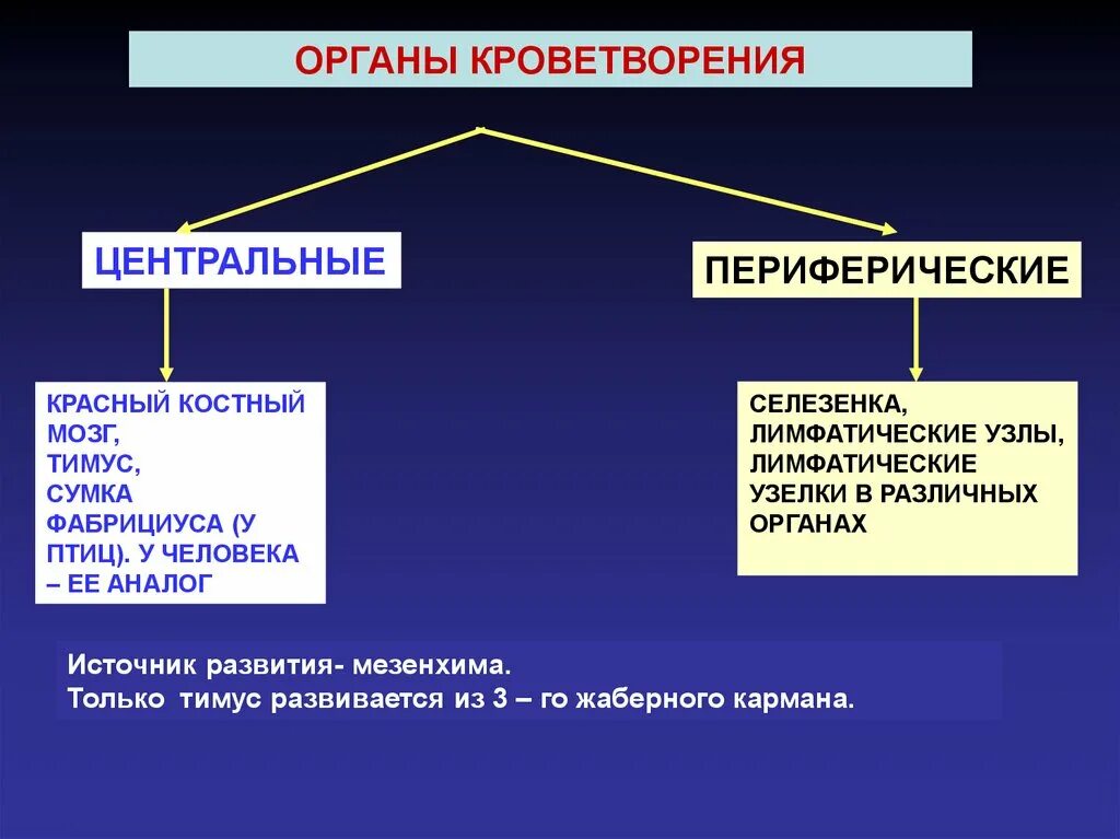 Аномалии развития тимуса. Кроветворение в тимусе. Функция периферических органов кроветворения. Миоидные клетки тимуса. Тельца гассаля гистология.